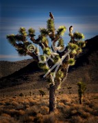 CALIFORNIA Joshua Tree